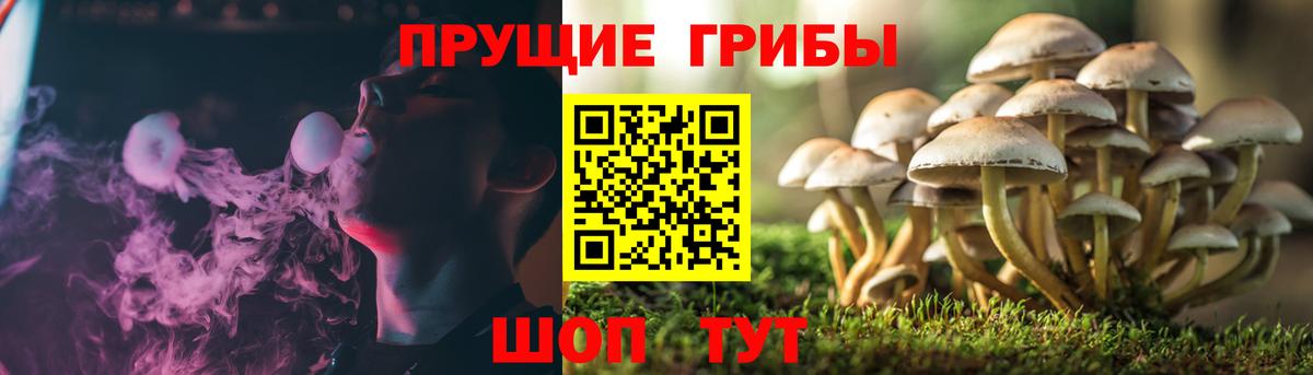 Галлюциногенные грибы Psilocybine cubensis Заводоуковск